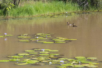 Ducks In A Lake in Karura Forest, Nairobi, Kenya