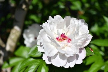 Peony / シャクヤク 白