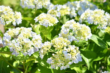 Hydrangea / アジサイ 開花