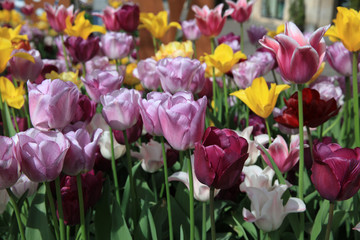 Flowerbed of wonderful different Spring Tulips