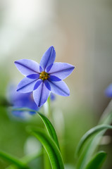  Ipheion uniflorum or flower of spring star