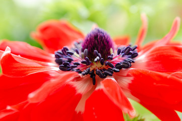 anemone st. brigid is macro detail,top view,