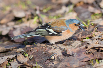 chaffinch close up