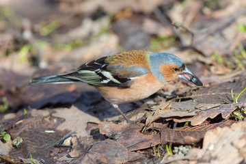 chaffinch eating sunflower seeds