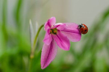 Beautiful pink flower Charlotte bishop ipheion, fresh spring morning on nature with ladybug on blurred soft green background, macro.