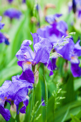 Iris flower in garden