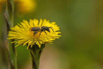 Huflattich (Tussilago farfara)