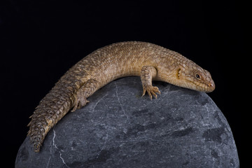Naklejka premium Gidgee Spiny-tailed Skink (Egernia stokesii)