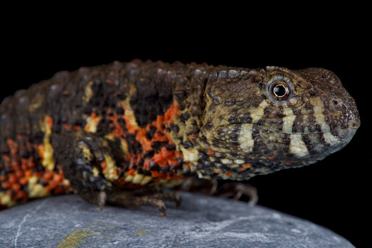 Vietnamese crocodile lizard (Shinisaurus crocodilurus vietnamensis)
