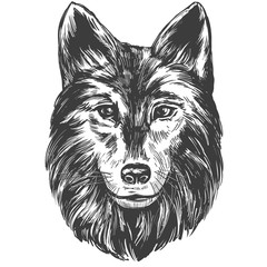 muzzle of a wolf, wildlife hand drawn vector illustration realistic sketch