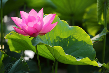 Lovely pink waterlily flowers blooming among lush leaves in a lotus pond, appearing transparent under bright summer sunshine (Bright Version)