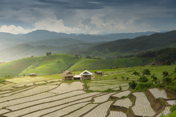 Terrace rice field of Ban pa bong piang in Chiangmai, Thailand.