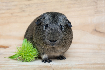 Nagetier (Glatthaarmeerschweinchen)