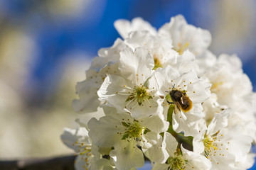 Blossoming cherry and bee pollinating the blossoms