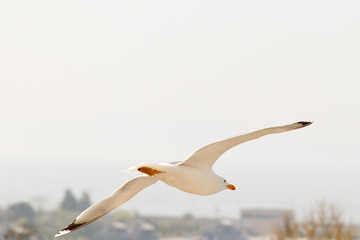 Flying sea gull isolated on the white background up to buildings