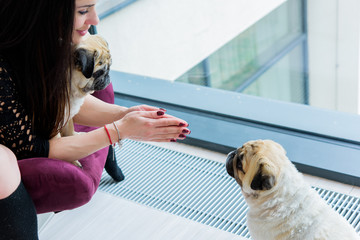 Woman in bedroom with funny pugs dogs. Pet pugs dog playing at home. Life of pets, concept of best...