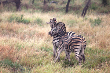 zebras fighting