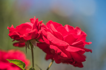 Rosenblüte im Garten