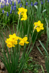 Fototapeta premium Bright flowering daffodils and a border of muscari in a flower garden.