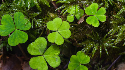 Common Wood Sorrel, Oxalis acetosella, leaves texture macro, selective focus, shallow DOF