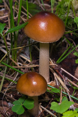 Galerina marginata toadstools in woods, macro, selective focus, shallow DOF