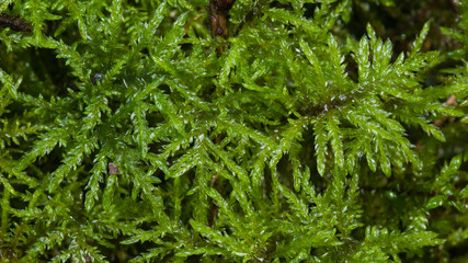 Green moss texture or background macro, selective focus, shallow DOF