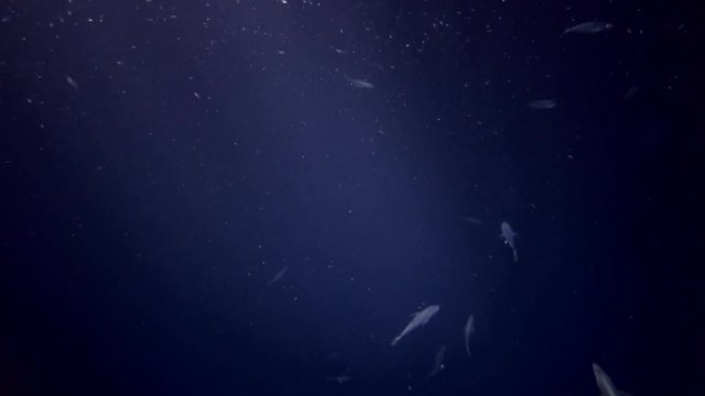school of Yellowstripe Scads - Selaroides leptolepis feeding plankton at night 
