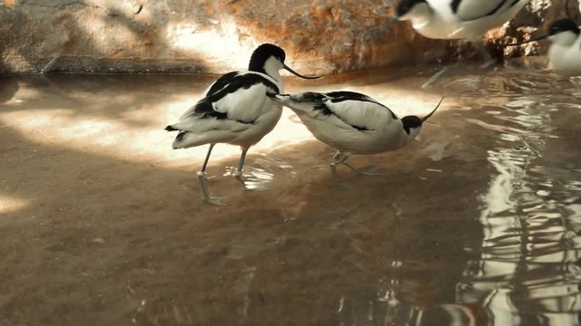 group of black and white avocets frolicking in the pond