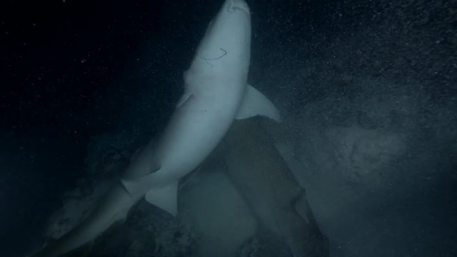 This is a unique video: Male Tawny Nurse Shark - Nebrius ferrugineus are trying to compulsion to mating of a pregnant female
