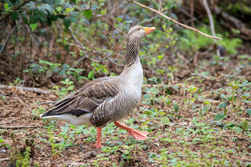 oca selvatica (Anser anser)