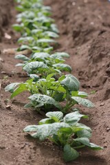 ジャガイモの芽