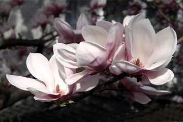 magnolia tree in blossom at spring