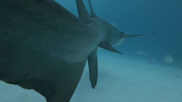  Tawny nurse shark - Nebrius ferrugineus and Pink whipray - Himantura fai swims over sandy bottom
