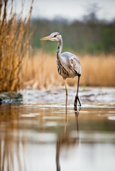 beautiful grey heron fishing on a lake in the early morning