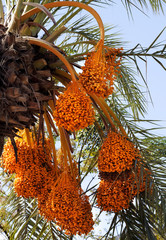 Naklejka premium Date palm with bunches of ripening fruit