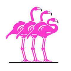 Flamingos