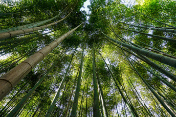 Beautiful Bamboo forest in Kyoto