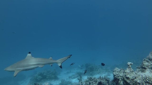 Blacktip Reefshark - Carcharhinus melanopterus swim in blue water 
