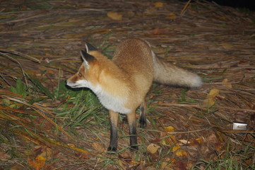 Wild Fox in the grass