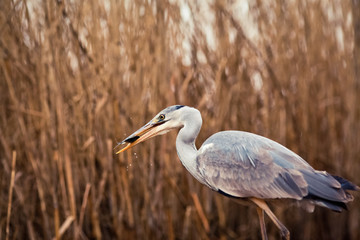 Fototapeta premium beautiful grey heron fishing on a lake in the early morning