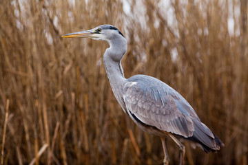 beautiful grey heron fishing on a lake in the early morning