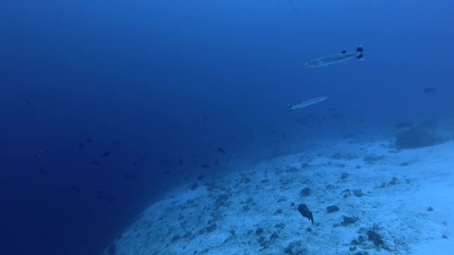 Two Great Barracuda - Sphyraena barracuda swim in blue water
