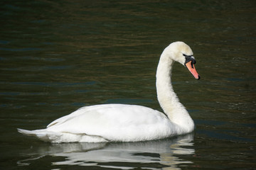 Obraz premium bird lake swan