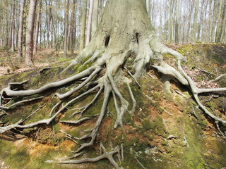 Sichtbare Baumwurzel am Hang