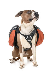 american staffordshire terrier
