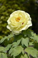 黄色いボタンの花