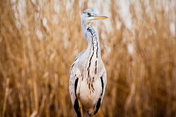beautiful grey heron fishing on a lake in the early morning