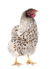  blue-laced Wyandotte chicken in studio