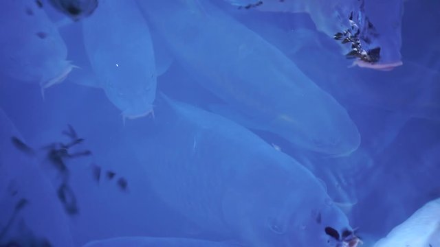Fancy Carp fish swimming in The pond, Cyprinus carpio