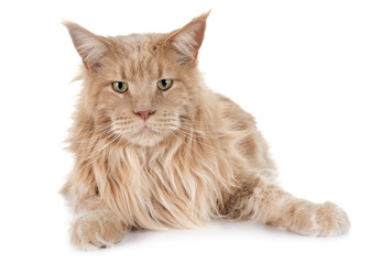 maine coon cat © cynoclub